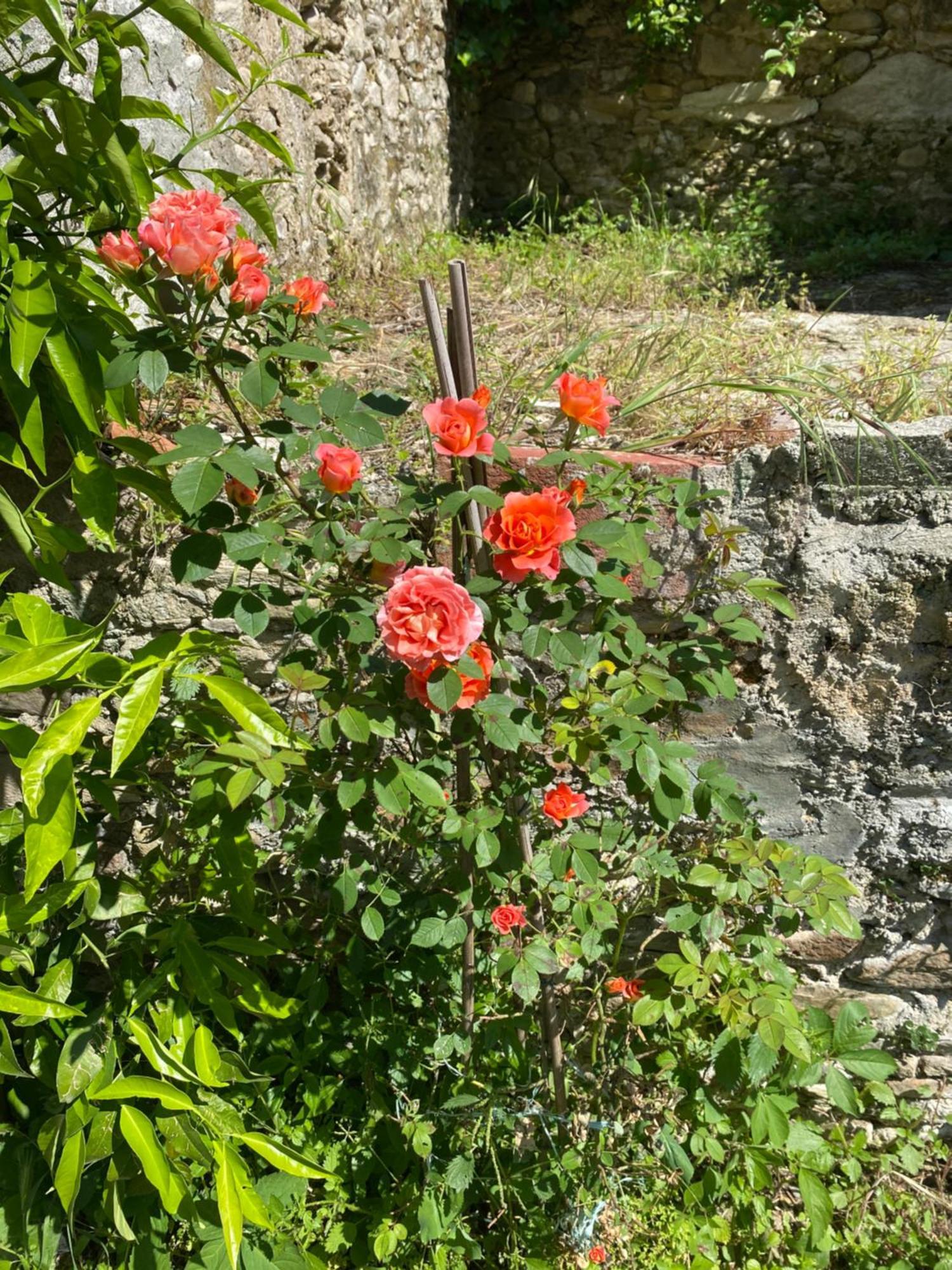 Dolce Vita In Tuscany Cottage Capannori Extérieur photo